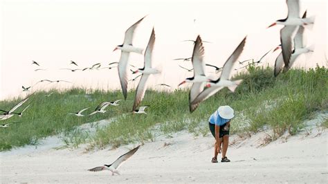 Audubons Coastal Strategy Wrightsville Beach Coastal Birds Sea Birds