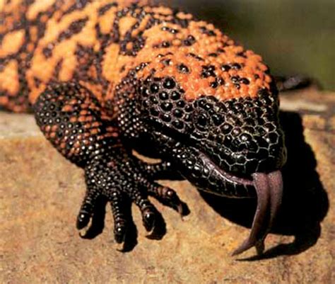 Please provide a picture or description and your location. Gila Monster Facts, Habitat, Adaptations, Pet Care, Pictures