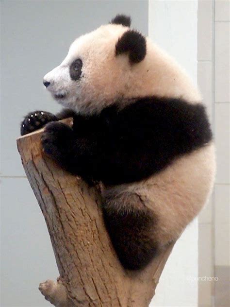 A Black And White Panda Bear Sitting On Top Of A Piece Of Wood With It