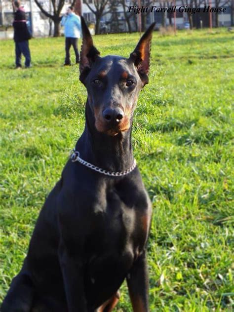 We did not find results for: Play with me | Dobermann pinscher, Doberman dogs, Doberman