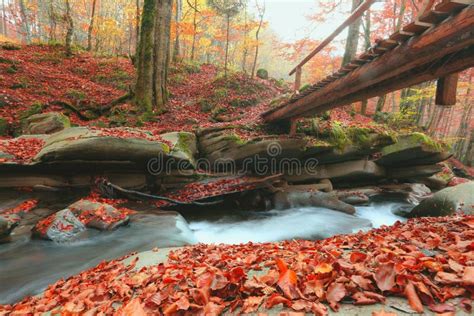 River In Autumn Forest Amazing Panoramic Nature Autumn Scenery Stock