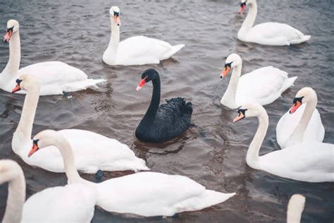 What Is A ‘black Swan Event And Why Are They Key To The Climate Crisis