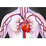 Circulatory System Definition Diagram And Functioning