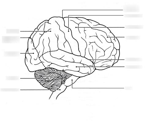 Lateral View Of The Human Brain Diagram Quizlet