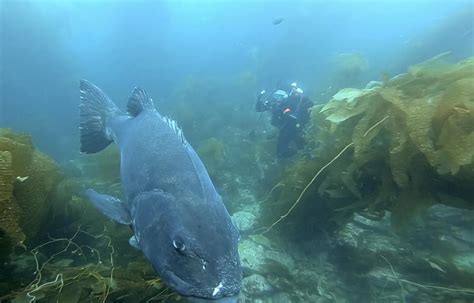 The Critically Endangered Giant Sea Bass Is Making An Encouraging But Fragile Comeback Off
