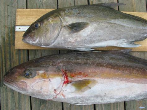 Amberjacks A Complete Guide Of What You Need To Know Before The Season