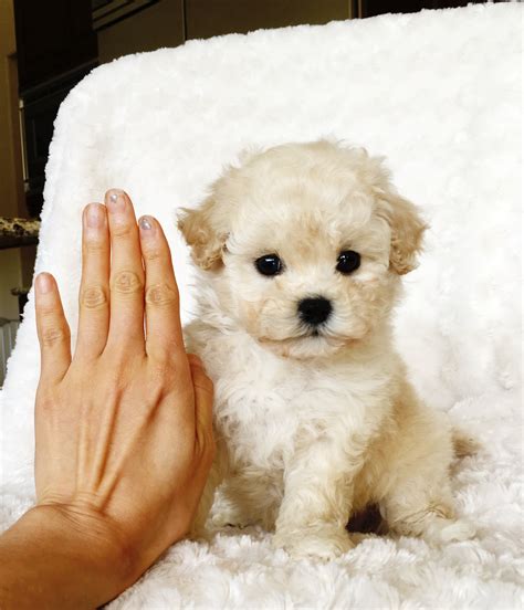 Teacup maltipoo breeds are one of the popular teacup dogs today. iHeartTeacups | We have beautiful and tiny Teacup and ...