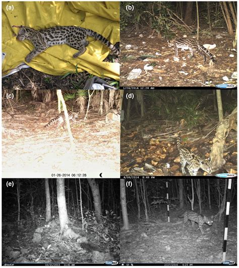 First Records Of Margay On Cozumel Island A Conservation Paradox