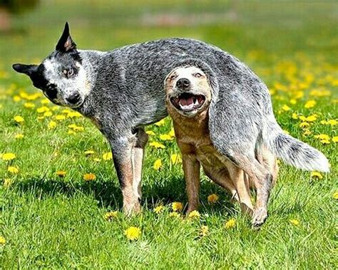 Blue Heelers Are So Silly Australian Cattle Dogs Cattle Dog Animals
