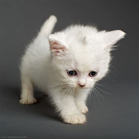 50 Best White Kittens Images On Pinterest Kitty Cats Pets And White Cats