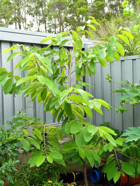 For this make a hole using your finger and drop the seed in and water it daily such that the soil is not dry sow a minimum of 4 seeds out of which 2 may germinate. Forum: Tropic Sun Custard Apple