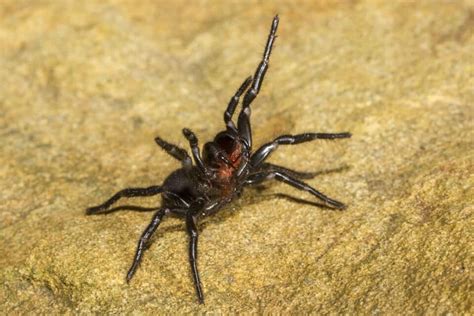 Sydney Funnel Web Spider Bite Animals Around The Globe