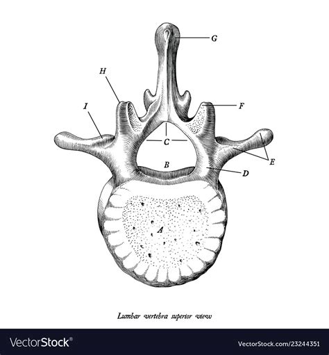Lumbar Vertebra Superior View Anatomy Hand Draw Vector Image