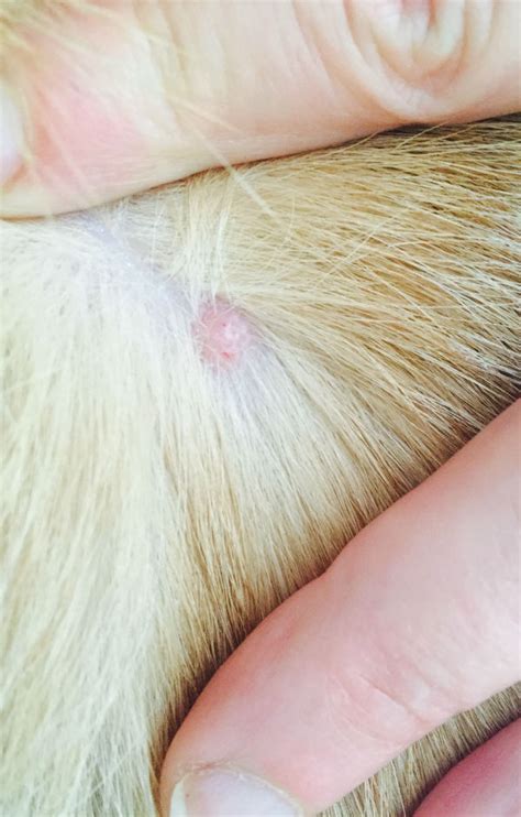 Dogs Any Idea What This Bump Is Pets Stack Exchange