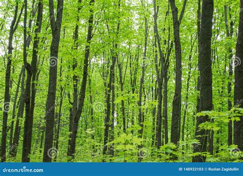 Trees In A Beautiful Summer Deciduous Forest Stock Image Image Of