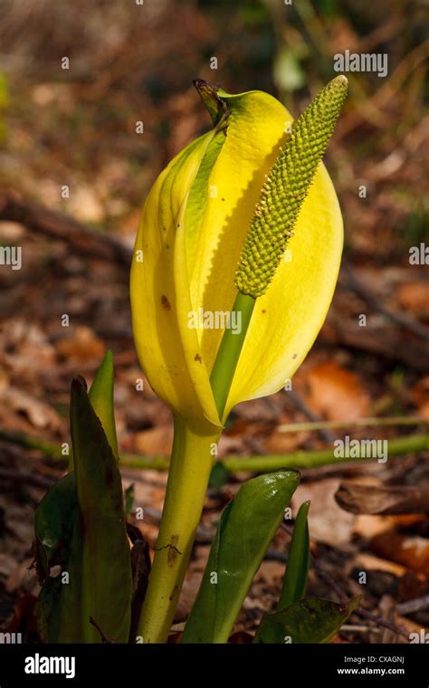 Yellow Skunk Cabbage Lysichiton Americanum Flowering Garden Origin