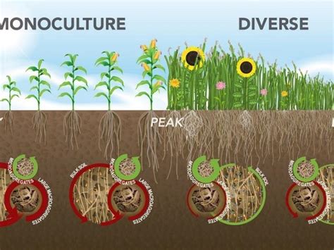 Diversity And Function Within Soil Microbial Communities Research