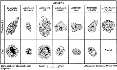 Intestinal Parasites Comparative Morphology Figure 1