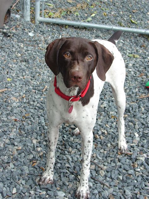 German Shorthaired Pointer Dog Breed Information Puppies And Pictures