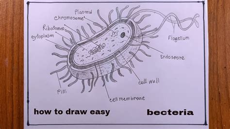 How To Draw A Bacteria Easybacteria Drawing Youtube