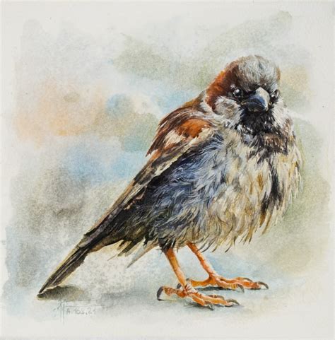 Sparrow Original Bird Watercolor Pai Painting By Anna Ivanova