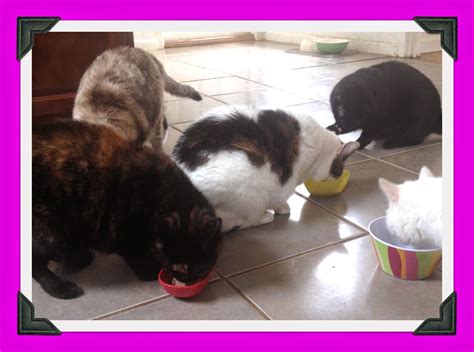 I gave my two dogs the luvsome flea & tick for dogs yesterday. Product Review + Giveaway!: Luvsome Balanced Nutrition for ...