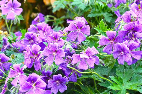 Purple Geraniumhdr2 Bunch Of Beautiful Purple Geranium In Flickr