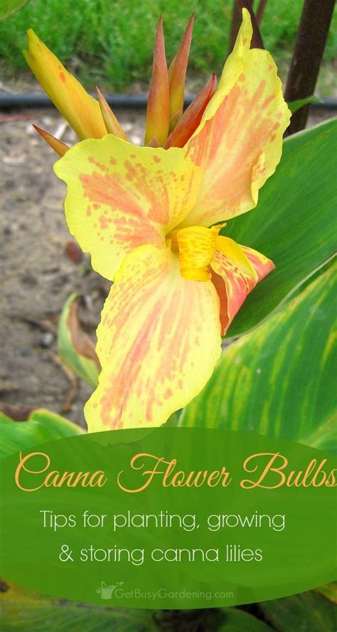 Canna Lily Care Guide Complete Guide For How To Grow Canna Lilies