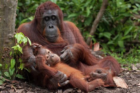 Bornean Orangutan Pongo Pygmaeus Wurmbii Mother And Baby Tanjung