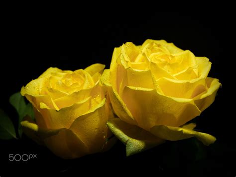 Romance In Yellow Beautiful Roses Beautiful Flowers Rose