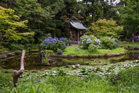 Amazing Hydrangeas In Tokyo A Visit To The Hondo Ji Practical Japan