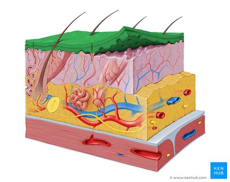 Integumentary System Definition Diagram And Function Kenhub Integumentary System