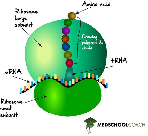 Ribosome Structure And Function Mcat Biology Medschoolcoach