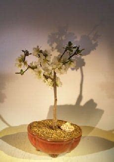 Toyo nishiki flowering quince for sale. Japanese Flowering Quince Bonsai Tree For Sale (chaenomles ...