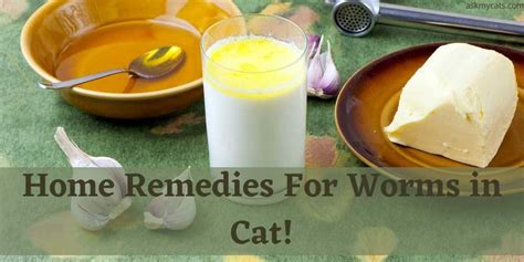 Home Remedies Voor Wormen In Kat Natuurlijke Ontwormer Voor Katten