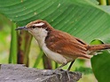Garrincha-dos-lhanos (Campylorhynchus griseus) | Bird, Wren, Male