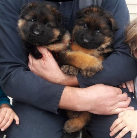 Contact indiana german shepherds on messenger. German Shepherd Dog puppy dog for sale in griffith, Indiana