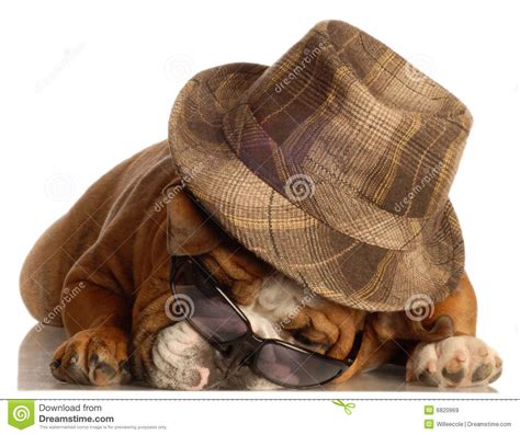 Dog Wearing Hat And Glasses Royalty Free Stock Images Image 6820969