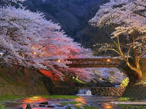 Arboles De Cerezo En Kyoto Japon Japon Paysage Paysage Photos Paysage