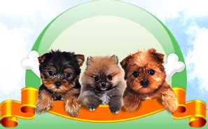 Included in all adoptions from labs4rescue. Morkie Puppies For Sale In Ohio | Teacup Morkie Pups For ...