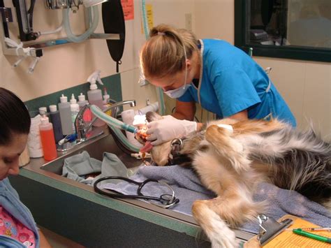 Small Animal Dentistry Welcome To Lloydminster Animal Hospital