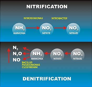 Proses Nitrifikasi Dan Denitrifikasi EDUBIO