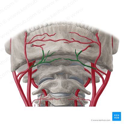 Arteria Facial Anatom A Ramas Y Correlaciones Cl Nicas Kenhub