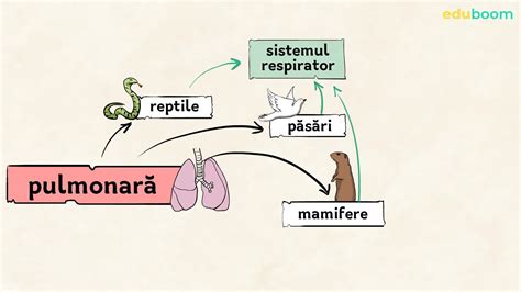 Tipuri de respirație Biologie clasa a 6 a