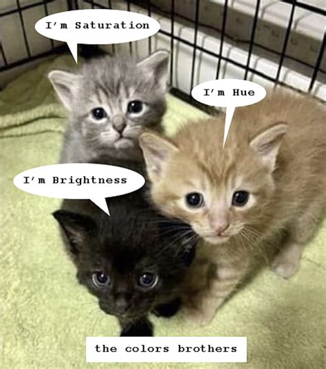 The Kitten Brothers The Kitten Brothers Know Your Meme