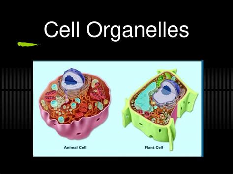 Ppt Cell Organelles Powerpoint Presentation Free