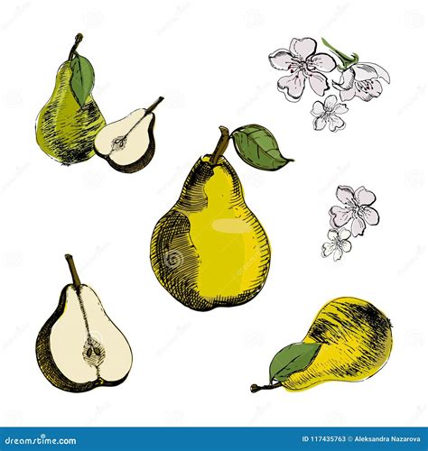 Pear Sketchvintage Ink Hand Drawn Pear Isolated On White Background