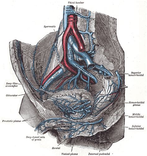 Deep Dorsal Vein Of The Penis Wikidoc