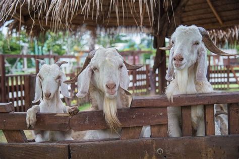 Goat Farming In Pakistan A Comprehensive Information Guide