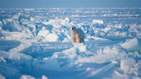 10 Beautiful Tundra Biome Photos From Around The World 1 Arctic